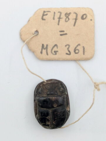 scarabée, image 2/2