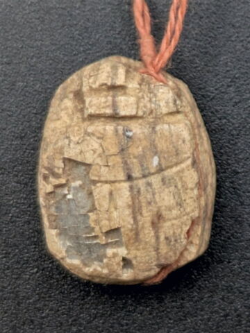 scarabée, image 2/2