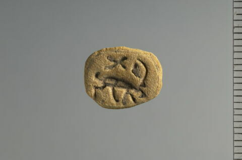 scarabée, image 1/2
