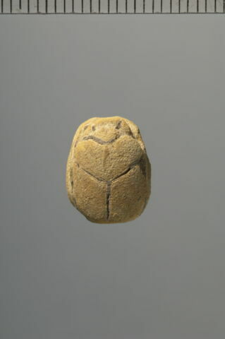 scarabée, image 2/2