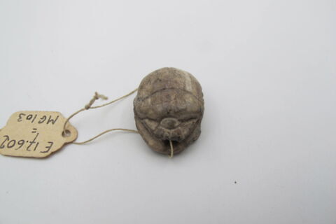 scarabée, image 2/4