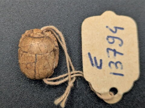 scarabée, image 2/2