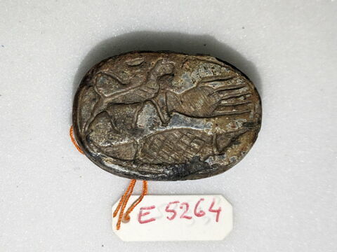 scarabée, image 1/2