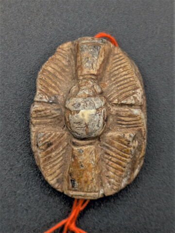 scarabée à pattes hypertrophiées, image 2/4