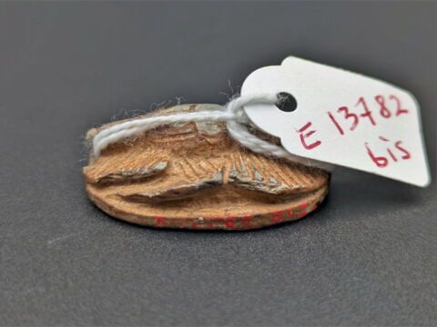 scarabée à pattes hypertrophiées, image 3/3