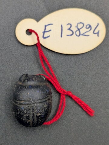 scarabée, image 2/2