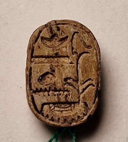 scarabée, image 1/4