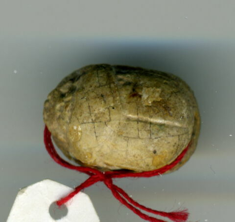 scarabée, image 6/6