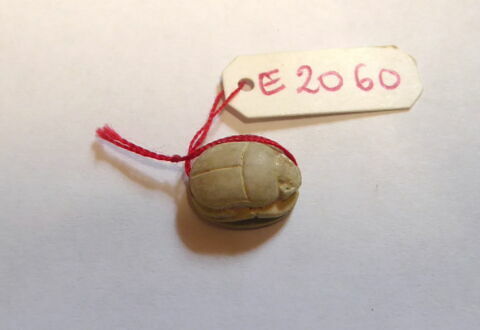 scarabée, image 4/4