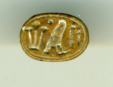 scarabée, image 1/2