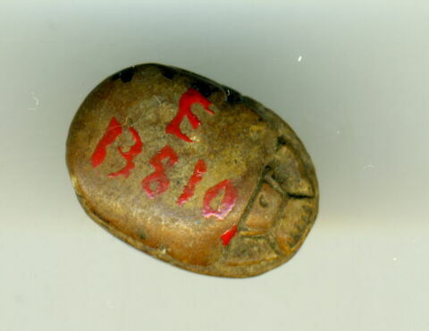 scarabée, image 2/2