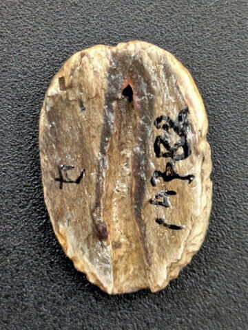 scarabée, image 2/2