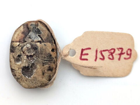 scarabée, image 2/2