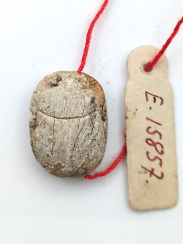 scarabée, image 2/2