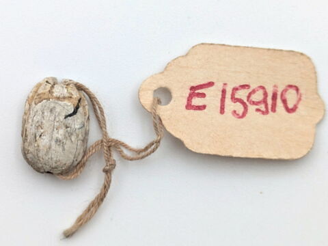 scarabée, image 2/2