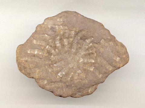 mortier à oreilles, image 2/4