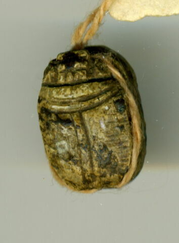 scarabée, image 2/2