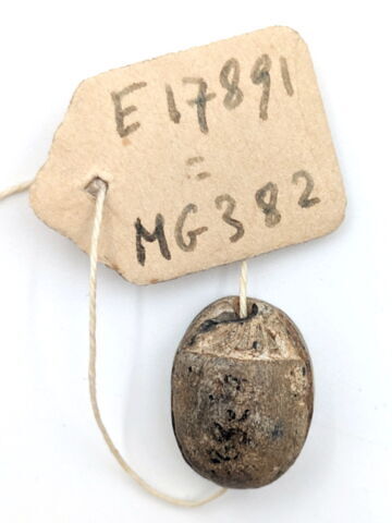 scarabée, image 2/2