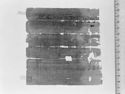 papyrus, image 4/4