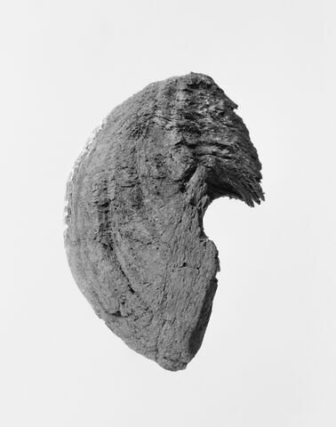 fusaïole ; fragment, image 1/3