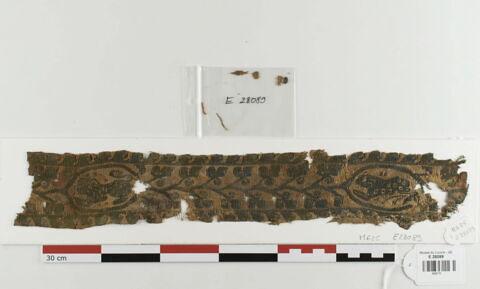 clavus ; fragment, image 1/1