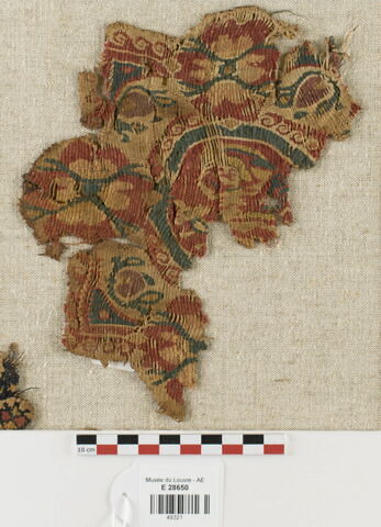 orbiculus ; fragment, image 1/2