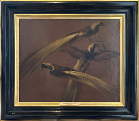 Oiseaux de paradis