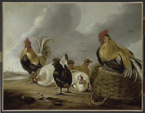 Coqs et poules, image 6/6