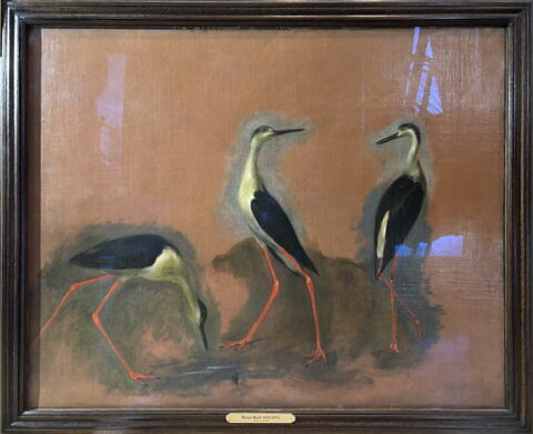 Trois oiseaux (genre cigogne)