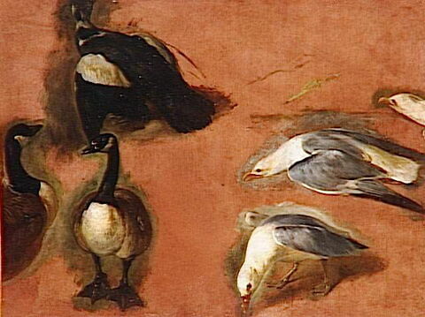 Trois canards et trois goélands