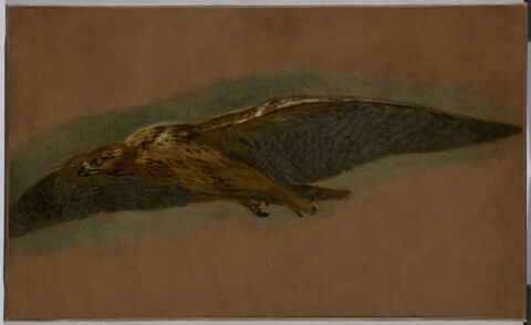 Un Oiseau de proie volant, image 1/2