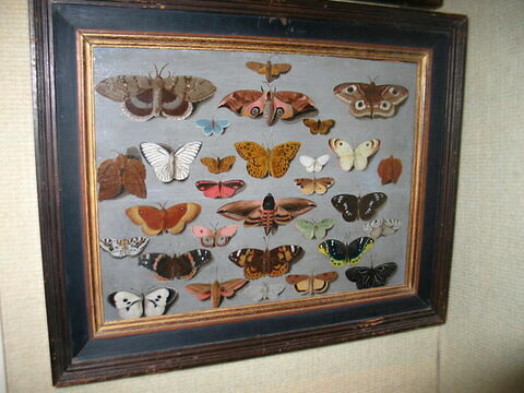 Papillons, image 2/2