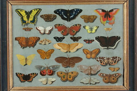 Papillons, image 1/2