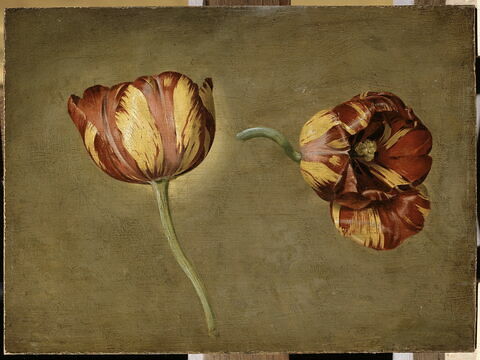 Double étude de tulipe