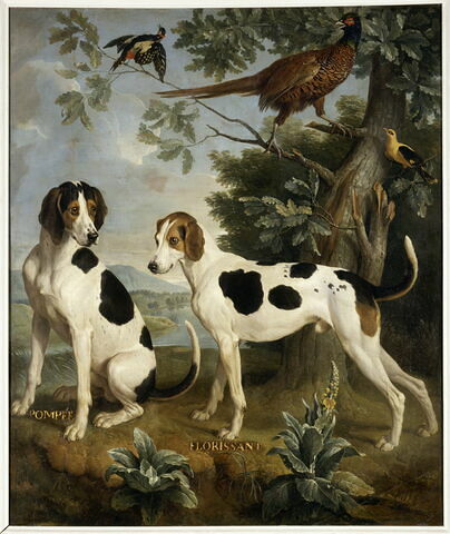 Pompée et Florissant, chiens de la meute de Louis XV