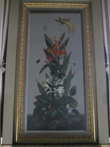 Huit tableaux représentant diverses espèces de lys : Iris florentina (Iris de Florence), Aletris fragrans (Aletris odorant), Amaryllis vitata (Amaryllis rayée), image 2/2