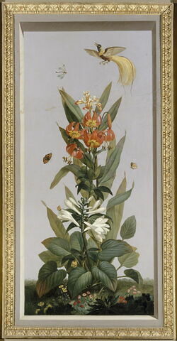 Huit tableaux représentant diverses espèces de lys : Iris florentina (Iris de Florence), Aletris fragrans (Aletris odorant), Amaryllis vitata (Amaryllis rayée)