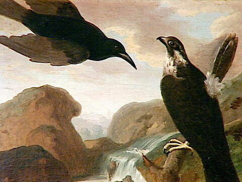 Faucon et corbeau