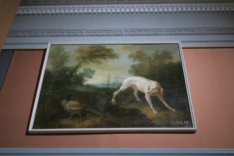 Blanche, chienne de la meute de Louis XV, image 3/3