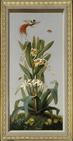 Huit tableaux représentant diverses espèces de lys : Fritillaria imperialis (Couronne impériale), Lilium pomponium (Lis pompom)