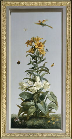 Huit tableaux représentant diverses espèces de lys : Globba erecta (Globbée droite), Lilium superbum (Lis superbe), Hemerocallis japonica (Hémérocalle du Japon)