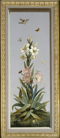 Huit tableaux représentant diverses espèces de lys : Strelitzia Reginae (Strelitzia de la Reine), image 1/2