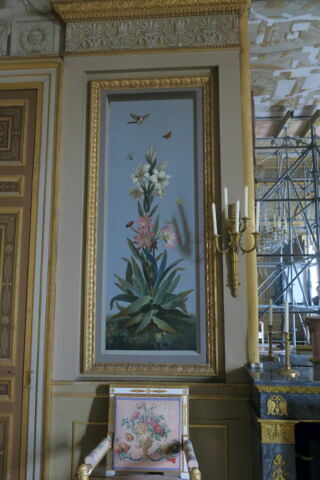 Huit tableaux représentant diverses espèces de lys : Strelitzia Reginae (Strelitzia de la Reine), image 2/2