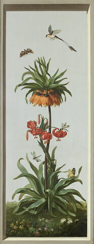 Huit tableaux représentant diverses espèces de lys : Globba nutans (Globbée pendante), Crinum erubescens (Crinum rougeâtre)