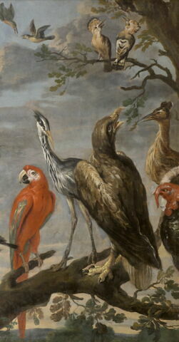 Concert d'oiseaux, image 5/7