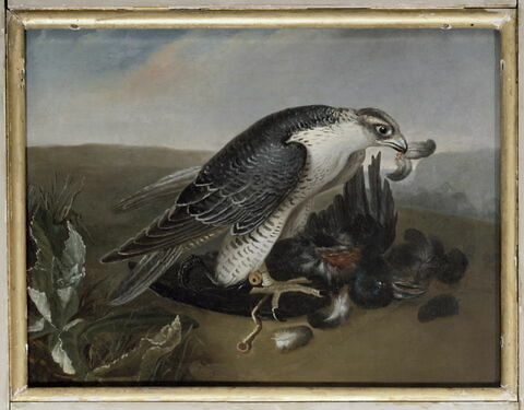 Faucon dévorant un corbeau
