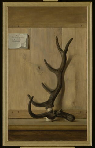 Tête bizarre d'un cerf pris par le Roi dans la forêt de Compiègne le 3 juillet 1741, image 1/4