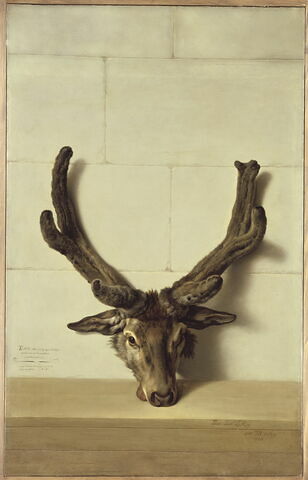 Tête d'un cerf pris par le Roi dans la forêt de Fontainebleau le 16 novembre 1750