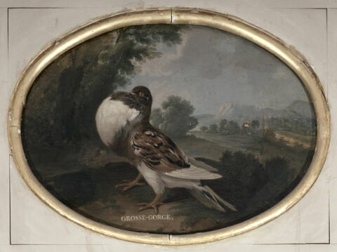 Pigeon 