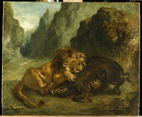 Lion et sanglier